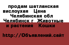 продам шатланская вислоухая › Цена ­ 3 000 - Челябинская обл., Челябинск г. Животные и растения » Кошки   
